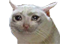 :crying_cat_2: